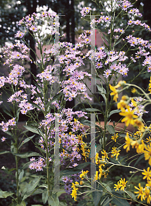 Picture of Aster tataricus 