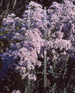 Picture of Aster tataricus 