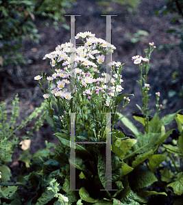 Picture of Aster tataricus 'Jindai'