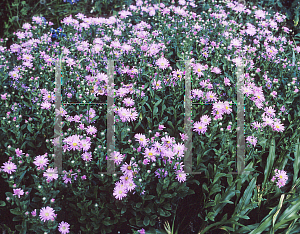 Picture of Aster thomsonii 'Nanus'