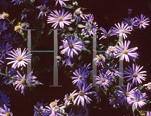 Picture of Aster thomsonii 'Nanus'