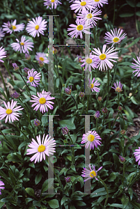 Picture of Aster tongolensis 