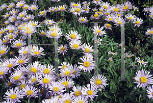Picture of Aster tongolensis 