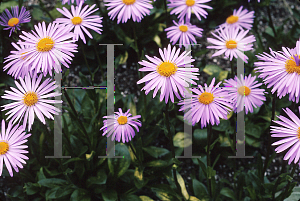 Picture of Aster tongolensis 'Berggarten'