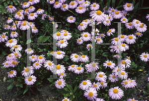 Picture of Aster tongolensis 'Berggarten'