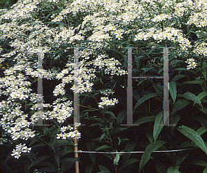 Picture of Aster umbellatus 