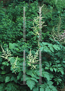 Picture of Astilbe biternata 
