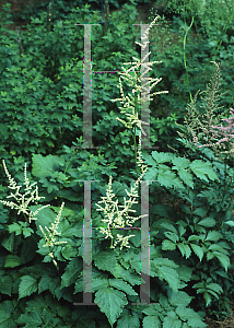 Picture of Astilbe biternata 