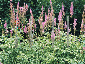 Picture of Astilbe chinensis var. taquetii 'Superba'