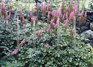 Picture of Astilbe chinensis var. taquetii 'Superba'