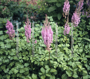 Picture of Astilbe chinensis var. taquetii 'Superba'