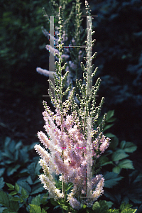 Picture of Astilbe chinensis var. taquetii 'Superba'