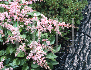 Picture of Astilbe simplicifolia 'Rosea'