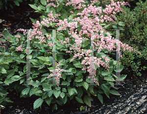 Picture of Astilbe simplicifolia 'Rosea'