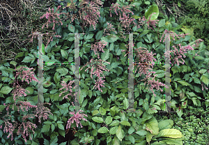 Picture of Astilbe simplicifolia 'Atro-rosea'