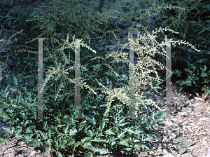 Picture of Astilbe simplicifolia 