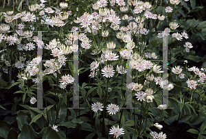 Picture of Astrantia major 