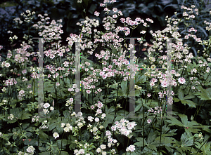 Picture of Astrantia major 