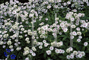 Picture of Astrantia major 