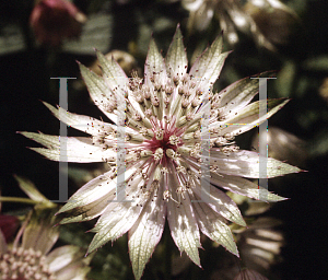 Picture of Astrantia major 