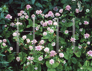 Picture of Astrantia maxima 