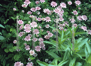 Picture of Astrantia maxima 