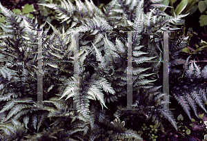 Picture of Athyrium nipponicum 'Pictum'