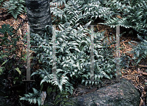 Picture of Athyrium nipponicum 'Pictum'