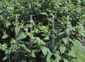 Picture of Atropa belladonna 