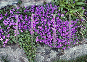 Picture of Aubrieta x cultorum 