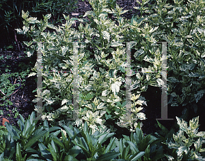 Picture of Ballota nigra 'Variegata'