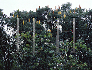 Picture of Banksia grandis 