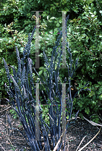 Picture of Baptisia alba 