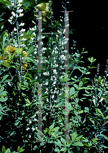 Picture of Baptisia alba 