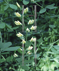 Picture of Baptisia sphaerocarpa 