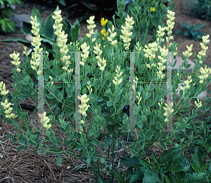 Picture of Baptisia sphaerocarpa 