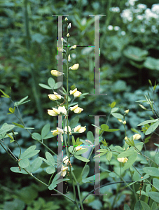 Picture of Baptisia sphaerocarpa 