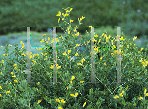 Picture of Baptisia tinctoria 