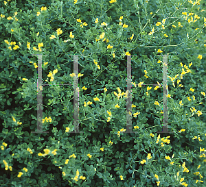 Picture of Baptisia tinctoria 