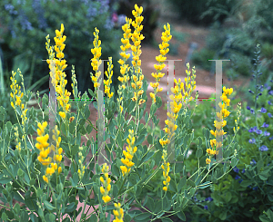 Picture of Baptisia viridis 