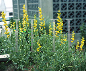 Picture of Baptisia viridis 