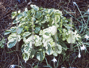 Picture of Barbarea vulgaris 'Variegata'