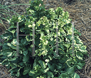 Picture of Barbarea vulgaris 'Variegata'