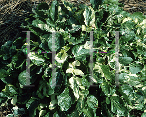 Picture of Barbarea vulgaris 'Variegata'