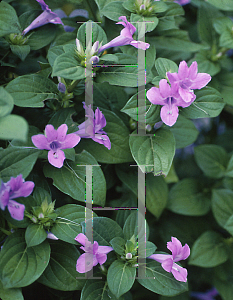 Picture of Barleria cristata 