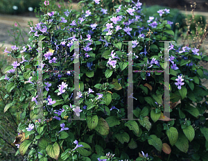 Picture of Barleria cristata 