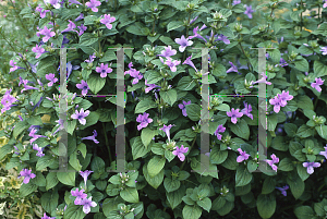 Picture of Barleria cristata 