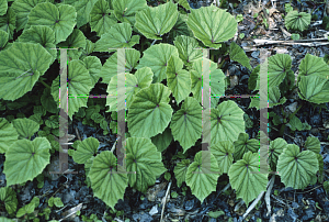 Picture of Begonia grandis 