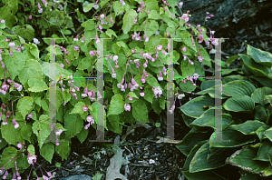 Picture of Begonia grandis 