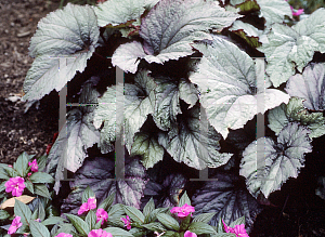 Picture of Begonia rex cultorum hybrids 'New York'